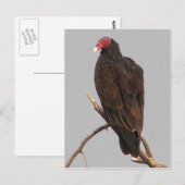 Carte Postale Vautour (Devant / Derrière)