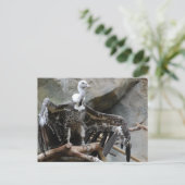 Carte postale Vautour (Debout devant)