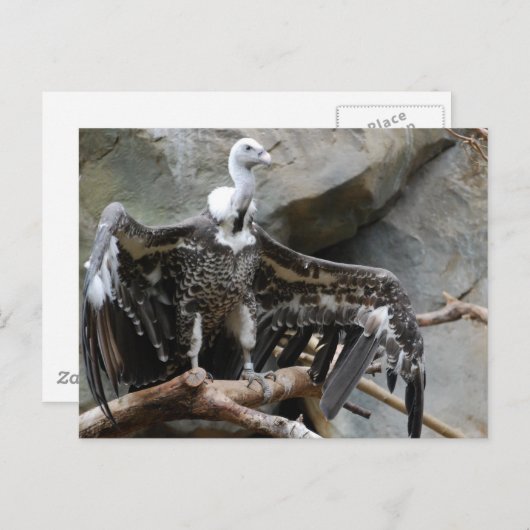 Carte postale Vautour (Devant / Derrière)