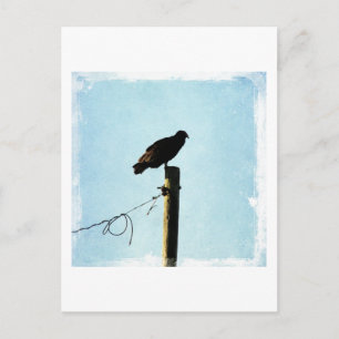 Carte Postale Vautour