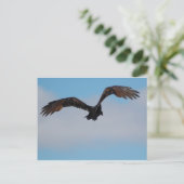 Carte Postale Vautour (Debout devant)