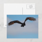 Carte Postale Vautour (Devant / Derrière)