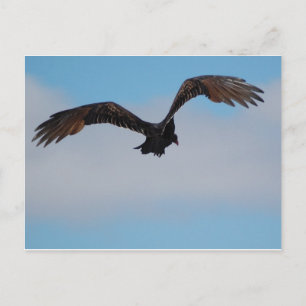 Carte Postale Vautour