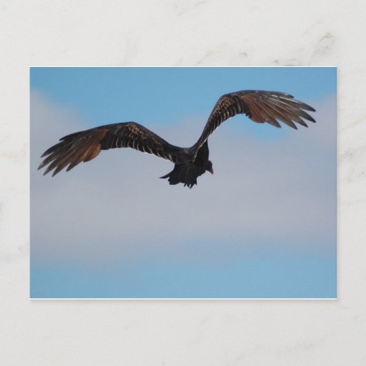 Carte Postale Vautour (Devant)