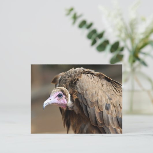 Carte Postale Vautour à capuchon (Debout devant)