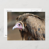 Carte Postale Vautour à capuchon (Devant / Derrière)