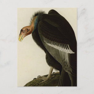Carte Postale Vautour californien