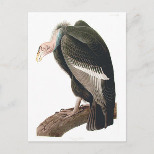 Carte Postale Vautour de Californie (Condor), Audubon Fine Art
