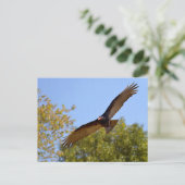 Carte Postale Vautour de Turquie en vol (Debout devant)