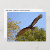 Carte Postale Vautour de Turquie en vol (Devant / Derrière)