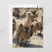 Carte Postale Vautour du Griffon (Devant / Derrière)