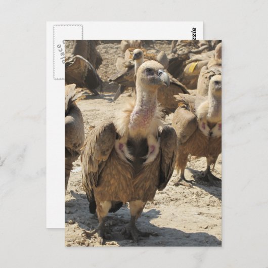 Carte Postale Vautour du Griffon (Devant / Derrière)