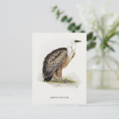 Carte Postale Vautour du Griffon (Debout devant)