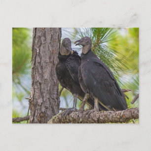 Carte Postale Vautour noir