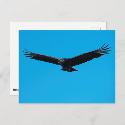 Carte Postale Vautour noir (Devant / Derrière)