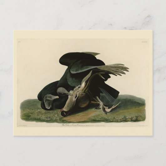 Carte Postale Vautour noir, des oiseaux d'Amérique d'Audubon (Devant)