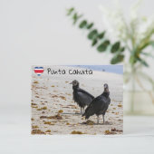 Carte Postale Vautour noir en Punta Cahuita - Costa Rica (Debout devant)