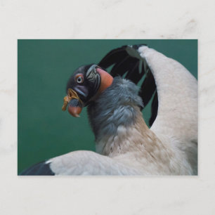 Carte Postale Vautour porteur