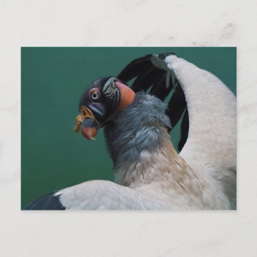 Carte Postale Vautour porteur (Devant)