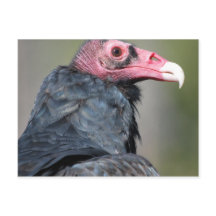 Vautour Rapace Oiseau Visage Rouge