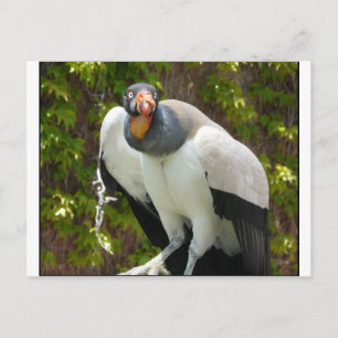 Carte Postale vautour royal