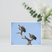 Carte Postale vautours (Debout devant)