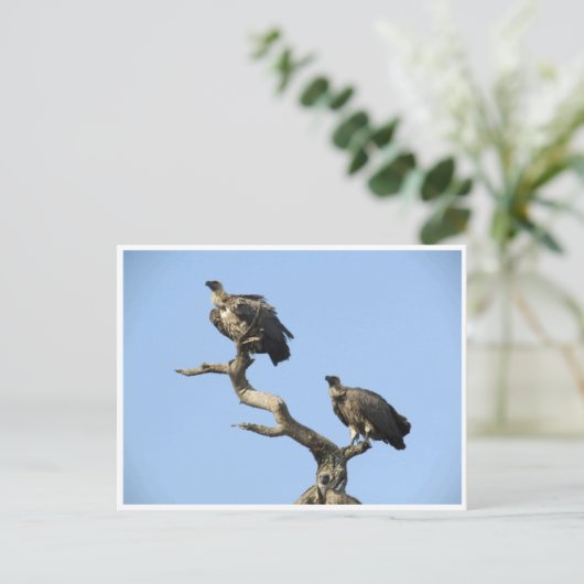 Carte Postale vautours (Debout devant)