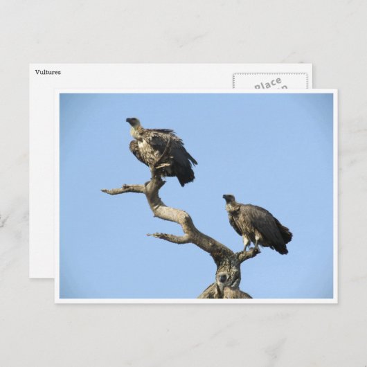 Carte Postale vautours (Devant / Derrière)