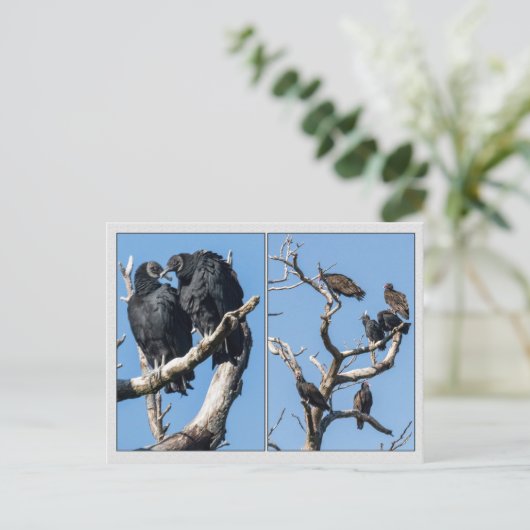 Carte Postale Vautours (Debout devant)