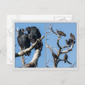 Carte Postale Vautours (Devant / Derrière)