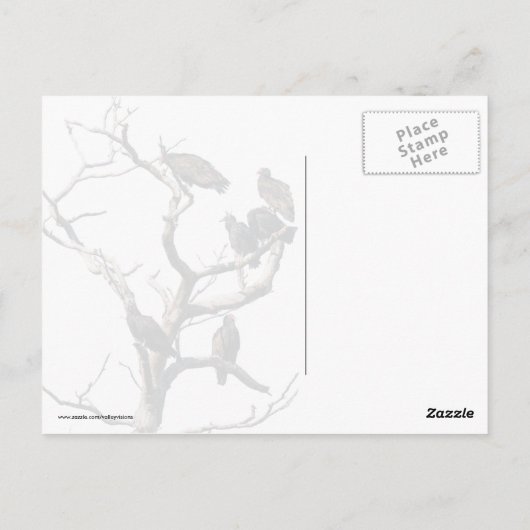 Carte Postale Vautours (Dos)