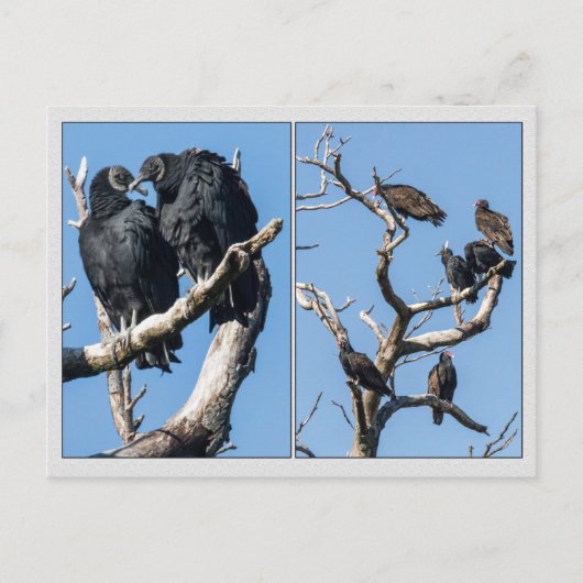 Carte Postale Vautours (Devant)