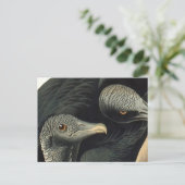 Carte Postale Vautours noirs, John James Audubon (Debout devant)
