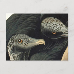 Carte Postale Vautours noirs, John James Audubon