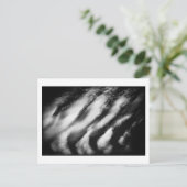 Carte Postale vautours tombé (Debout devant)