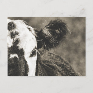 Carte Postale Veau mignon dans une ferme à Crane Hill Alabama