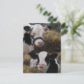 Carte Postale Veaux Holstein (Debout devant)