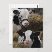 Carte Postale Veaux Holstein (Devant / Derrière)