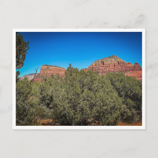 Carte Postale végétation (Devant)