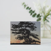 Carte Postale Veille du coucher du soleil (Debout devant)
