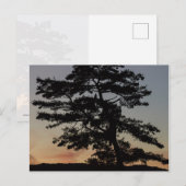Carte Postale Veille du coucher du soleil (Devant / Derrière)
