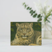 Carte Postale Veille silencieuse - Léopard des neiges en feu de  (Debout devant)