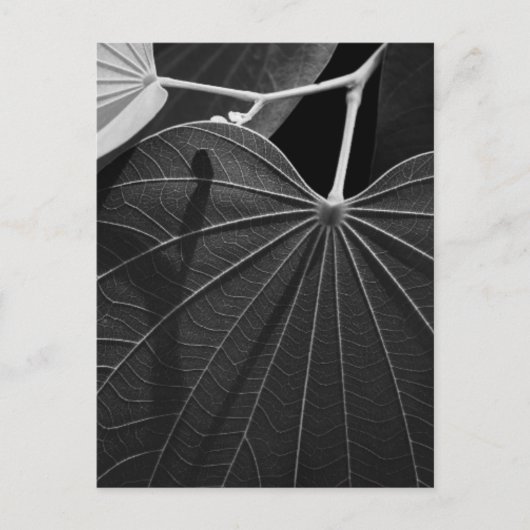 Carte Postale Veines d'une feuille (Devant)