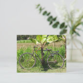 Carte Postale Vélo sous bananier (Debout devant)