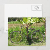 Carte Postale Vélo sous bananier (Devant / Derrière)