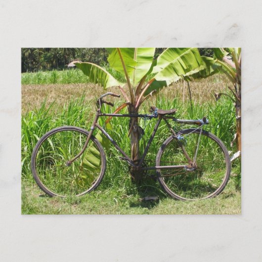 Carte Postale Vélo sous bananier (Devant)