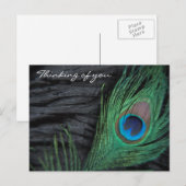 Carte Postale Velours noir Peacock Feather Still Life Photograph (Devant / Derrière)