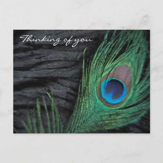 Carte Postale Velours noir Peacock Feather Still Life Photograph (Devant)