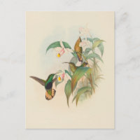 Velvet-Breast à caissons | John Gould