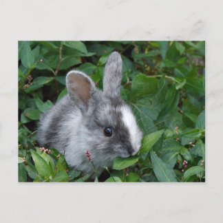 Carte Postale Venez
